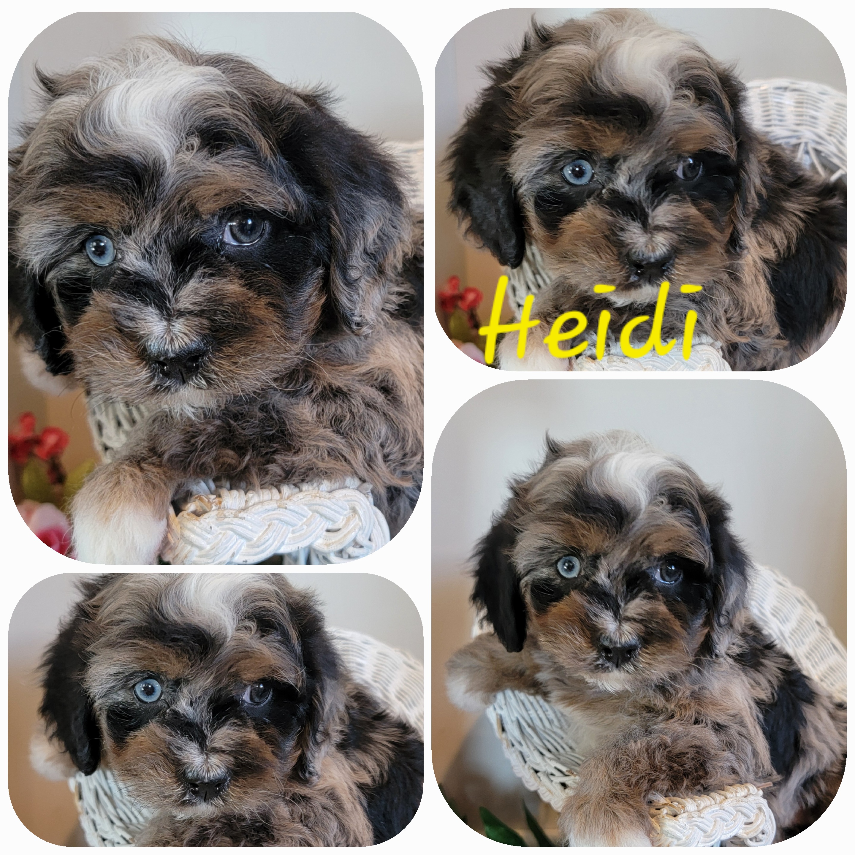 puppy, for, sale, Cava-Poo, Loren & Elaine  Nolt, dog, breeder, East Earl, PA, dog-breeder, puppy-for-sale, forsale, nearby, find, puppyfind, locator, puppylocator, aca
